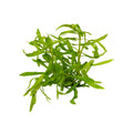 Pogostemon quadrifolius