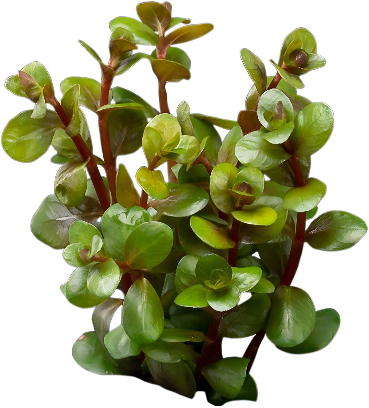 Rotala indica