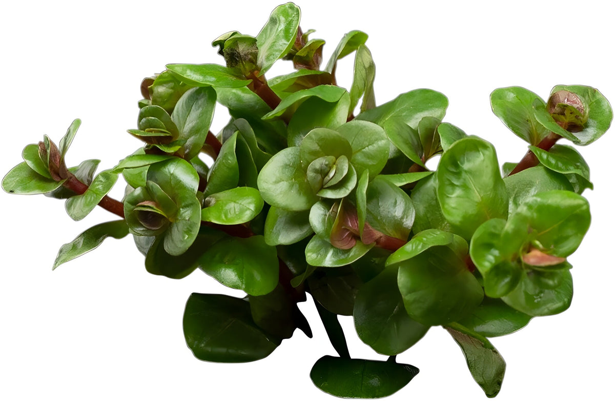 Rotala Rotundifolia Orange Juice