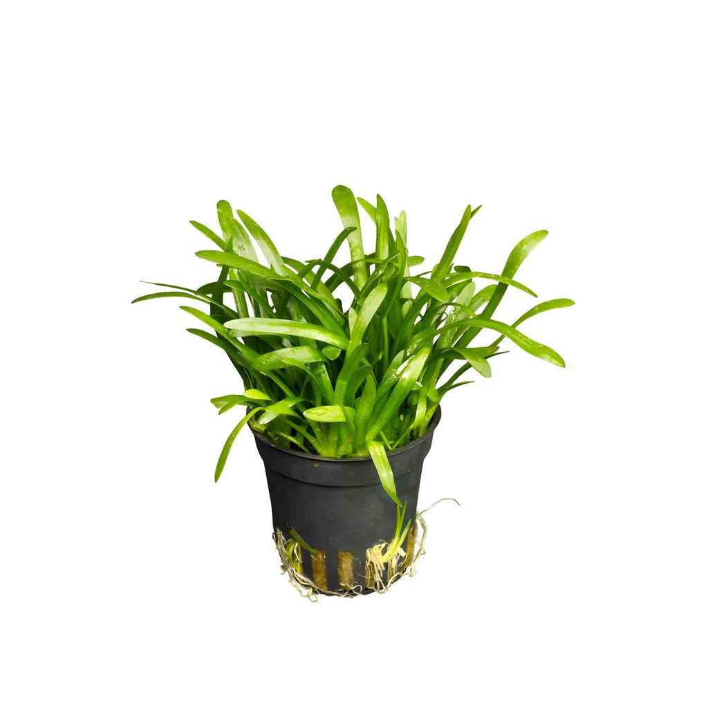 Sagittaria subulata