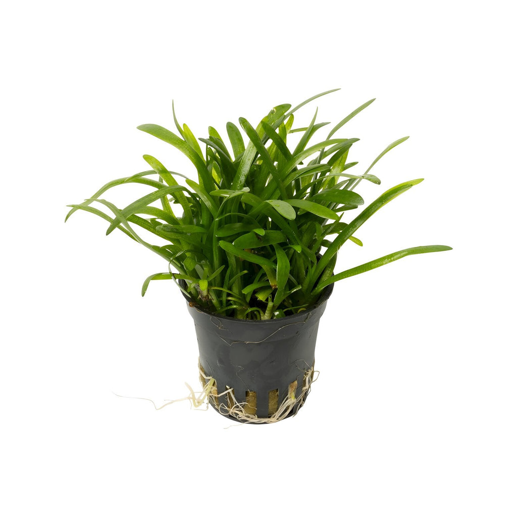 Sagittaria subulata