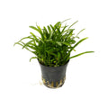 Sagittaria subulata