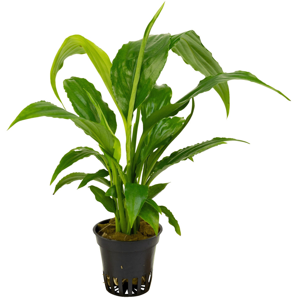 Spathiphyllum wallisii
