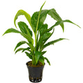 Spathiphyllum wallisii