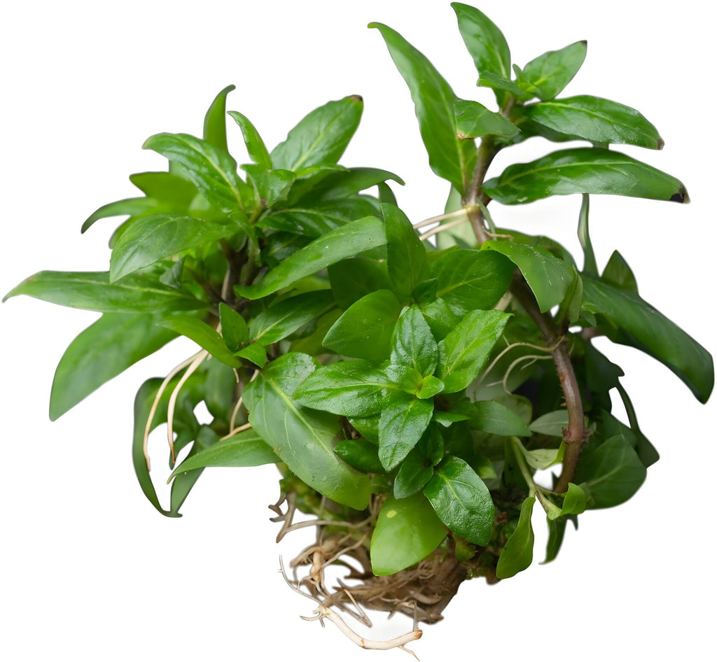 Staurogyne repens