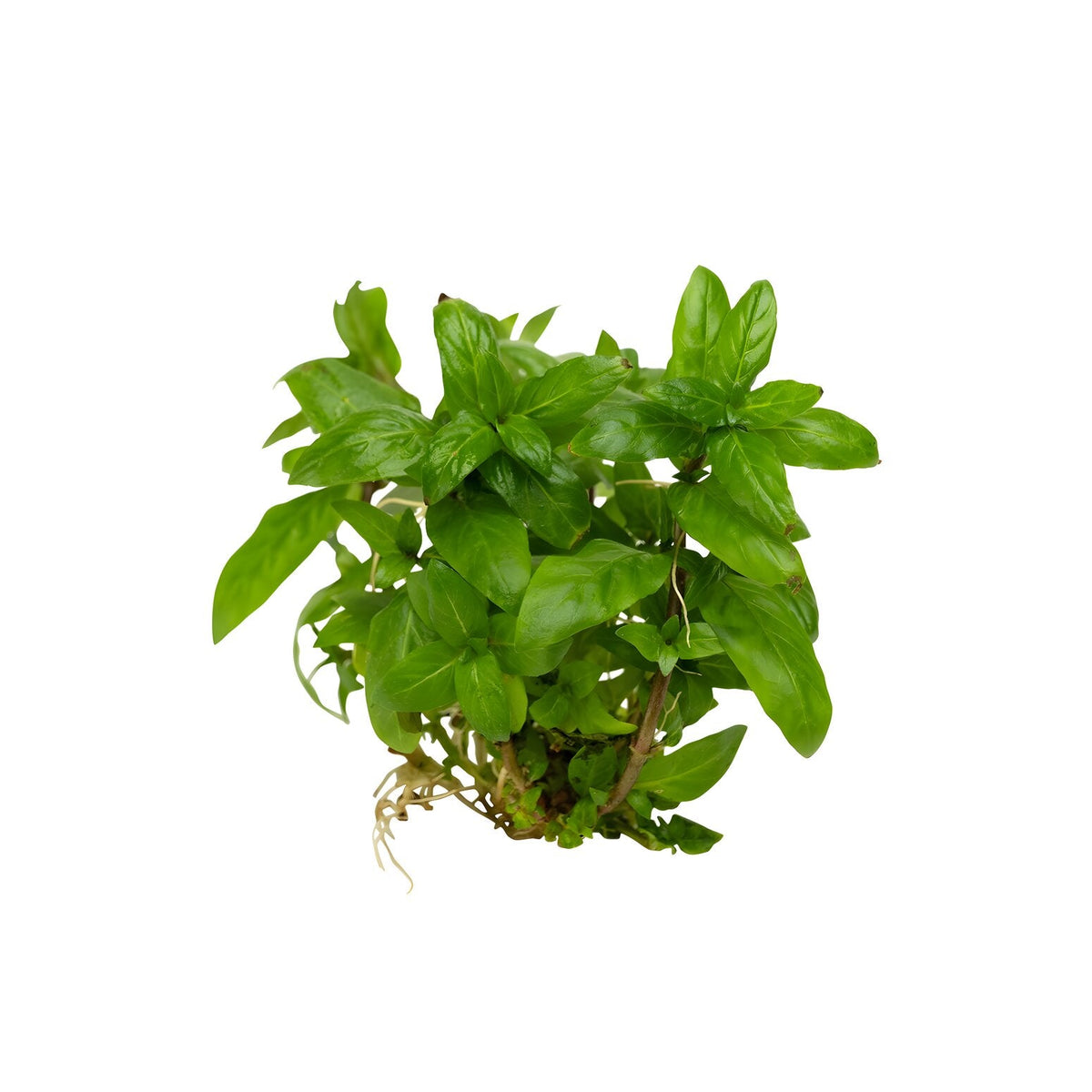Staurogyne repens