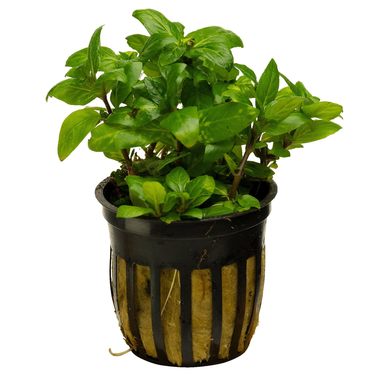 Staurogyne repens