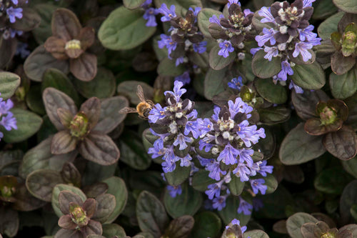 Ajuga reptans 'Chocolate'