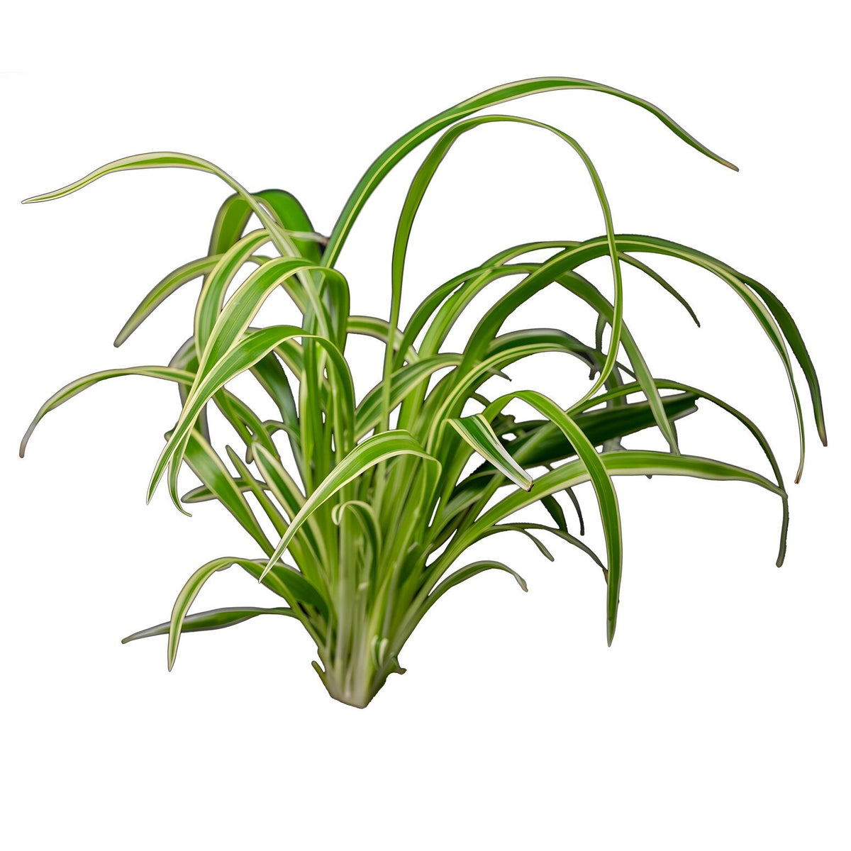 Chlorophytum bichetii