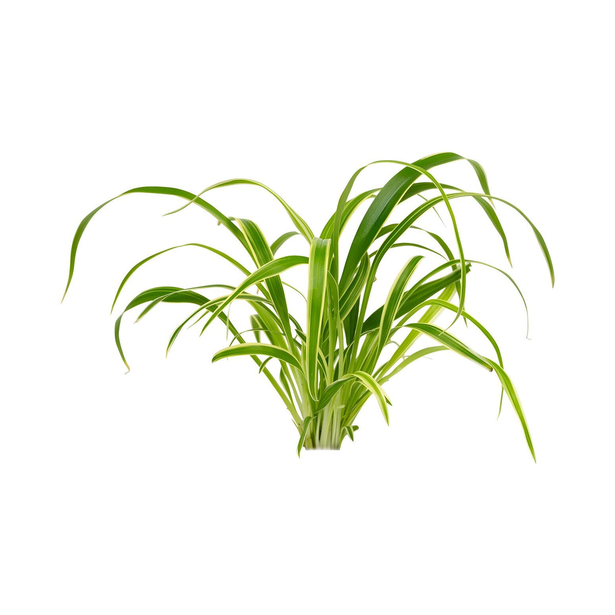 Chlorophytum bichetii