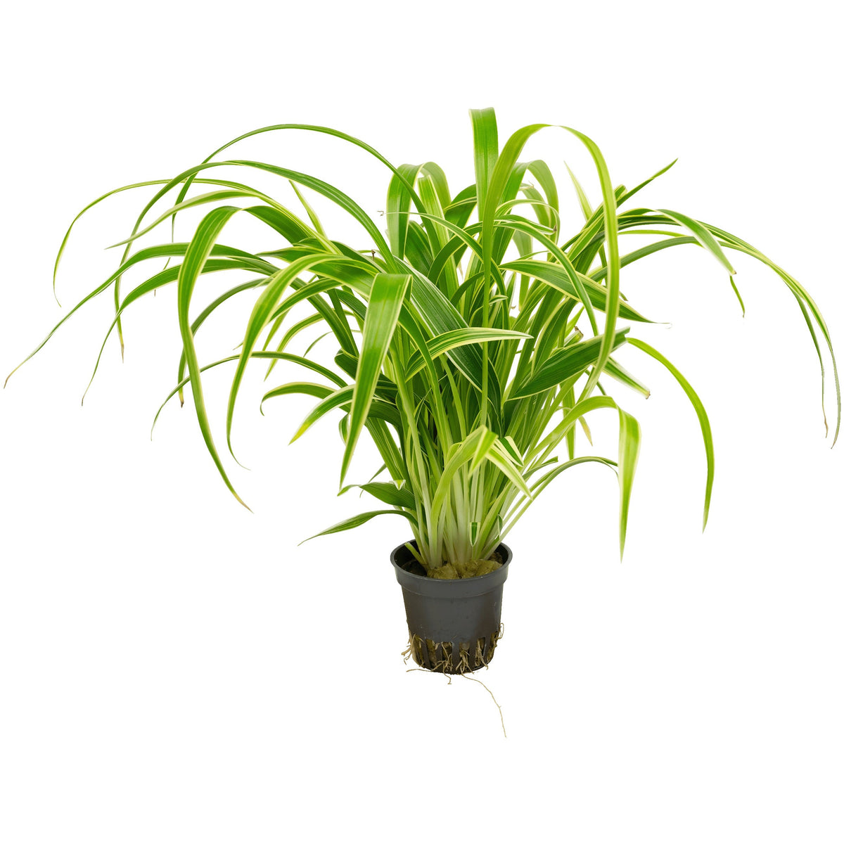 Chlorophytum bichetii