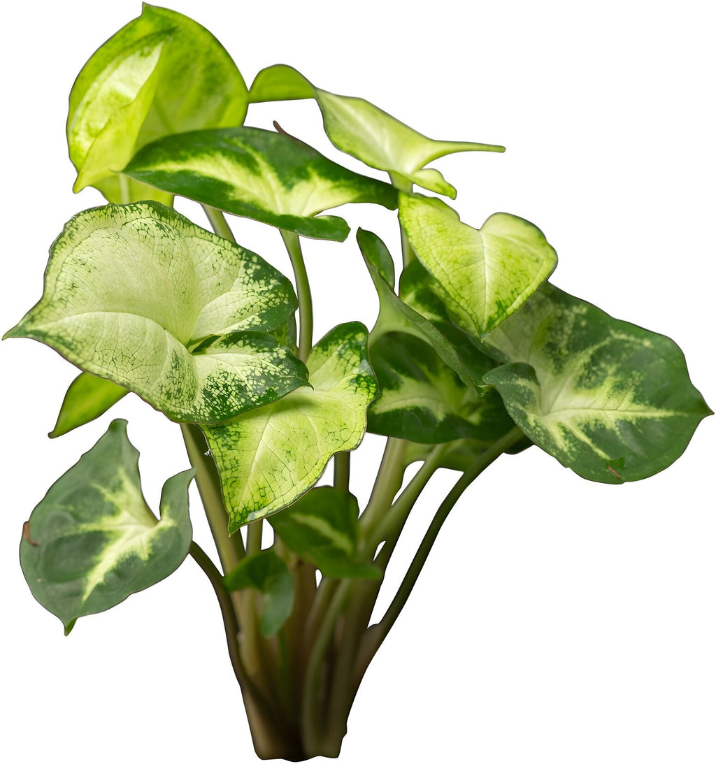 Syngonium spec. 'White Butterfly'
