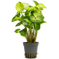 Syngonium spec. 'White Butterfly'