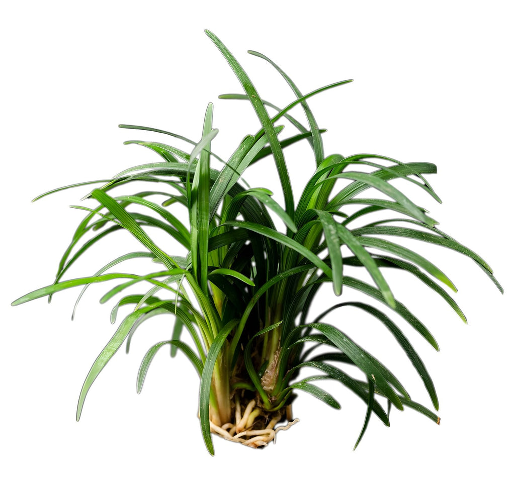 Ophiopogon japonica 'Kyoto'