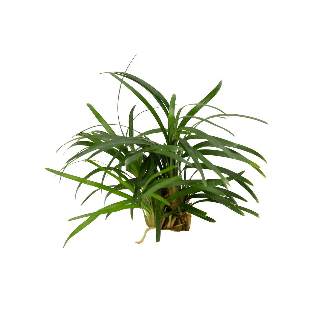 Ophiopogon japonica 'Kyoto'