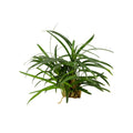 Ophiopogon japonica 'Kyoto'
