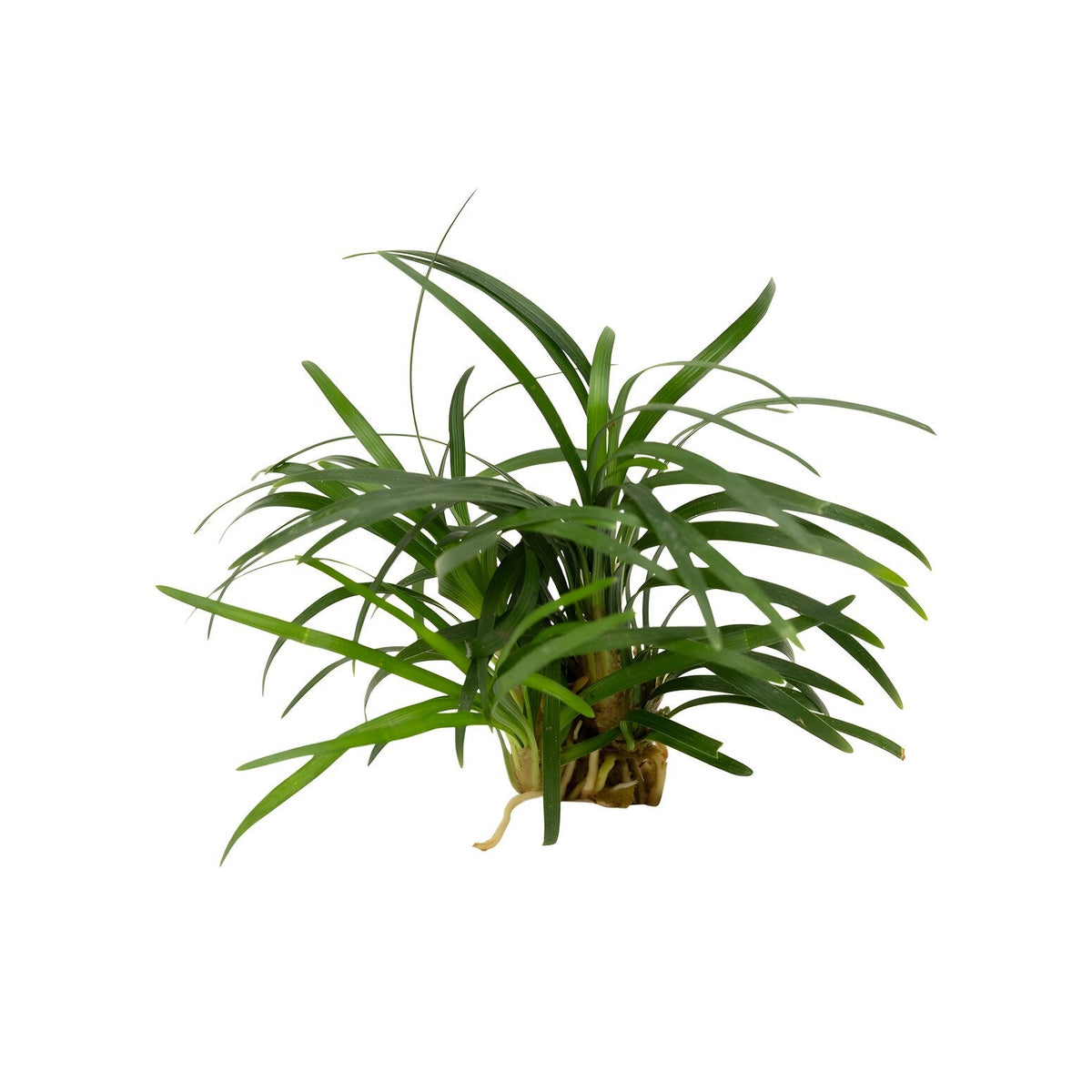 Ophiopogon japonica 'Kyoto'