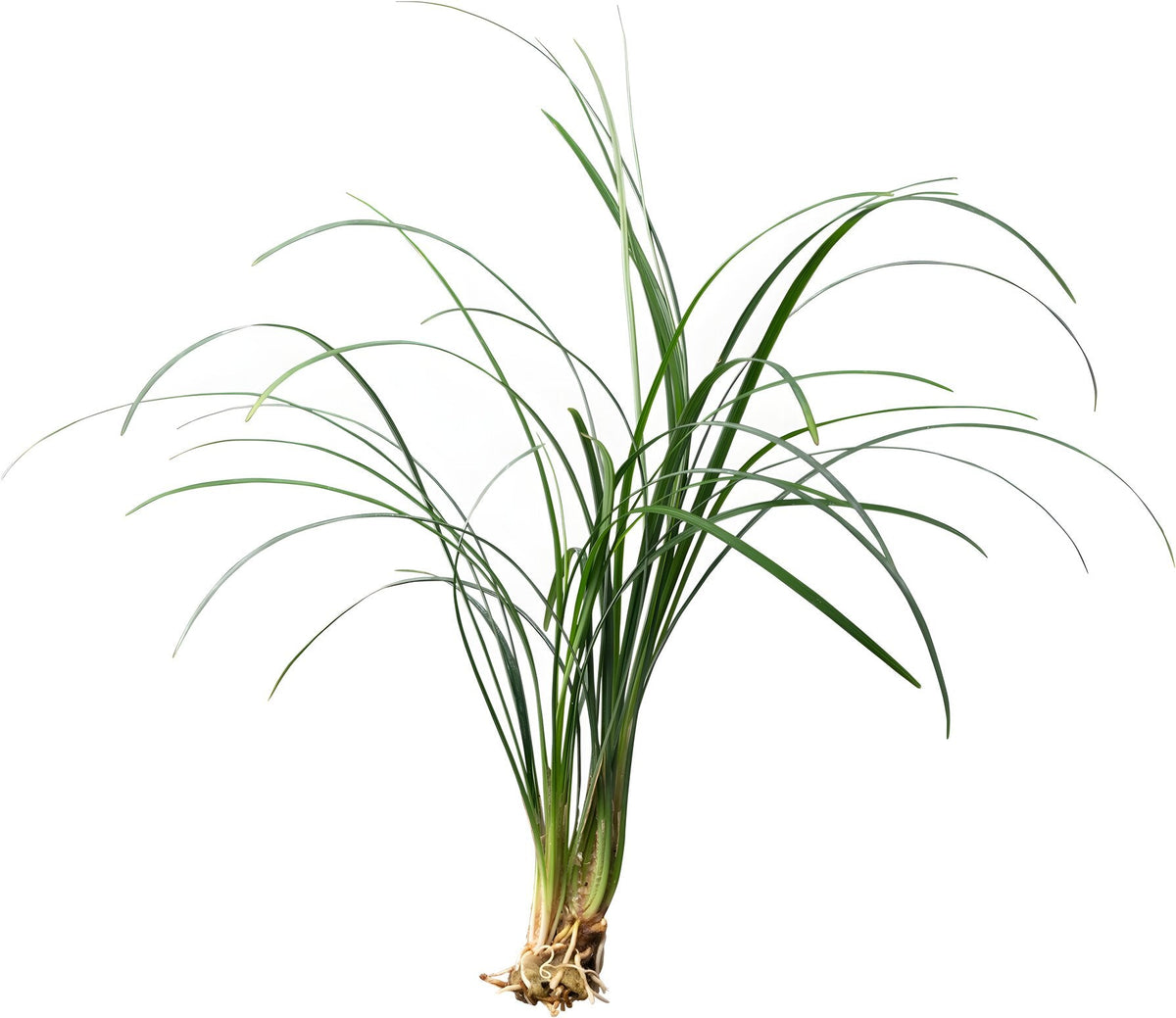 Ophiopogon japonica