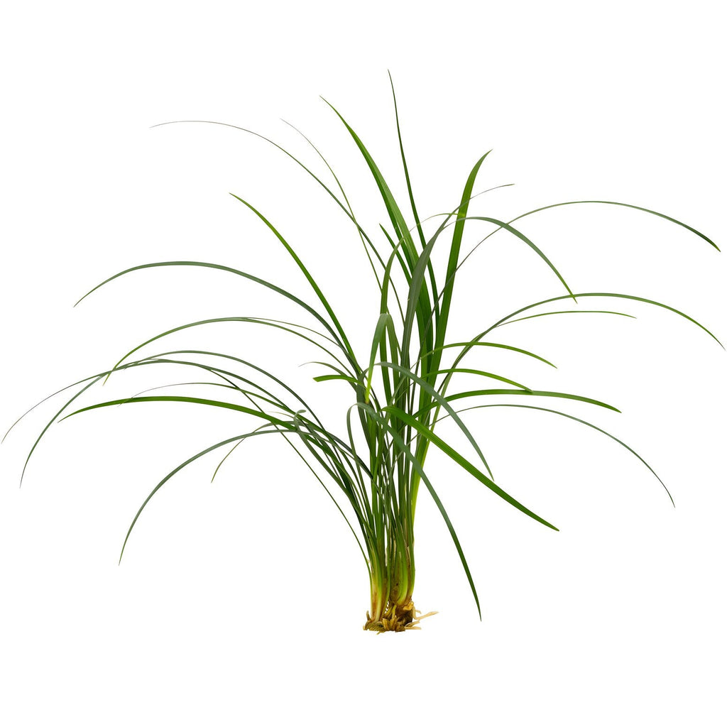 Ophiopogon japonica
