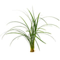 Ophiopogon japonica
