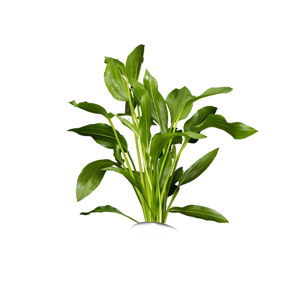 Echinodorus grandifolius