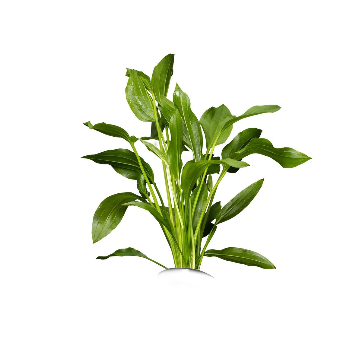 Echinodorus grandifolius