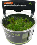 Monosolenium tenerum