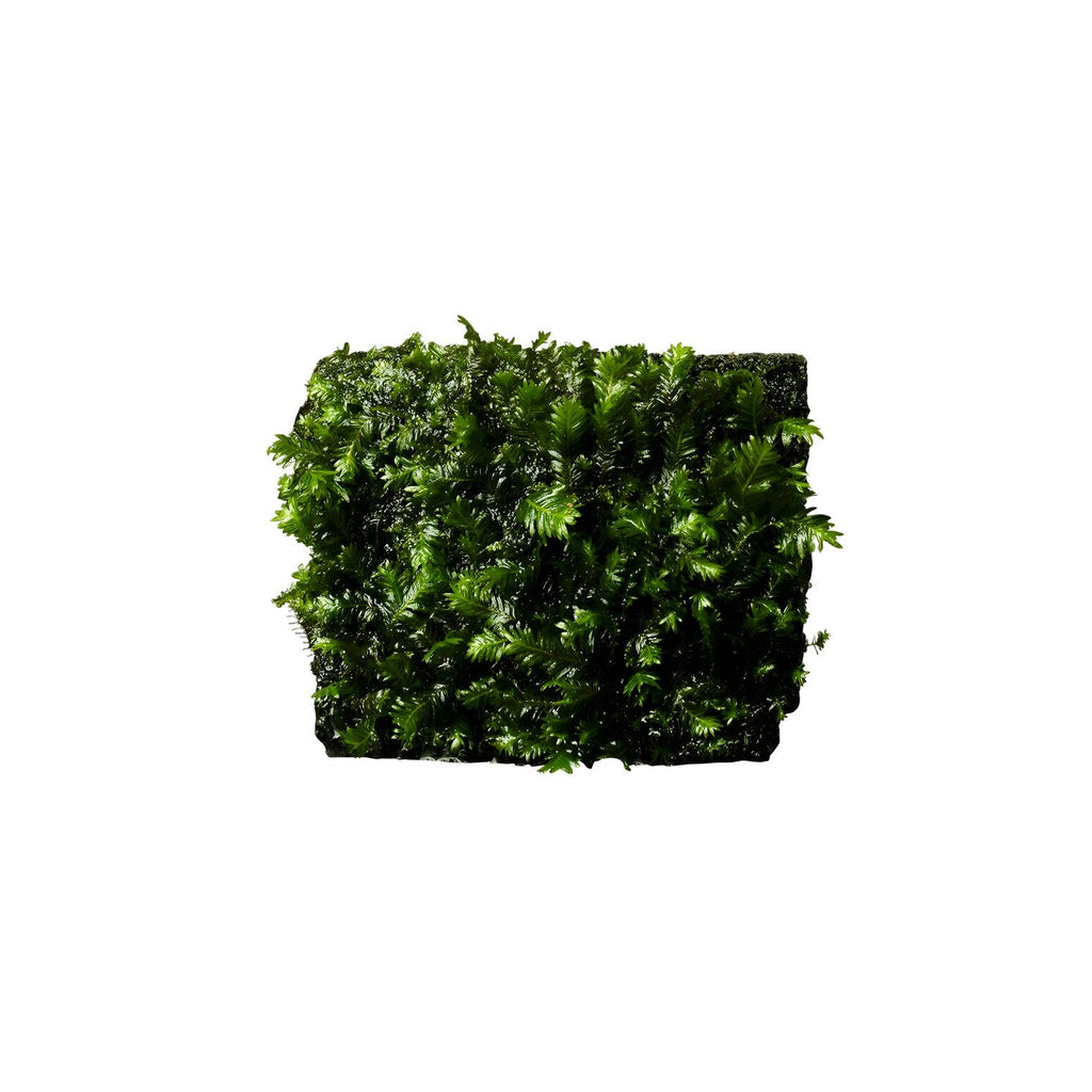 Fissidens nobilis