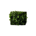 Fissidens nobilis