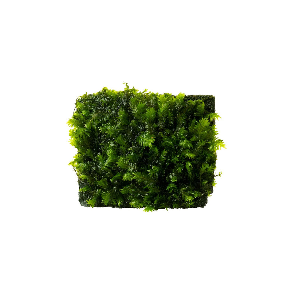 Fissidens nobilis