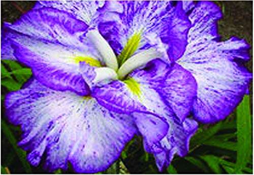 Iris ensata 'Harlequinesque'