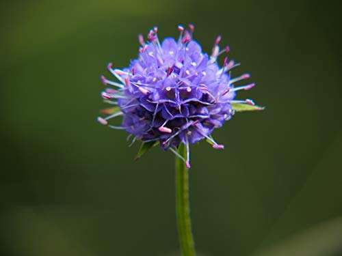 Succisa pratensis