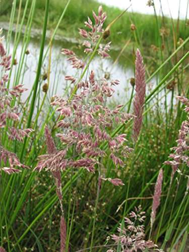 Glyceria maxima