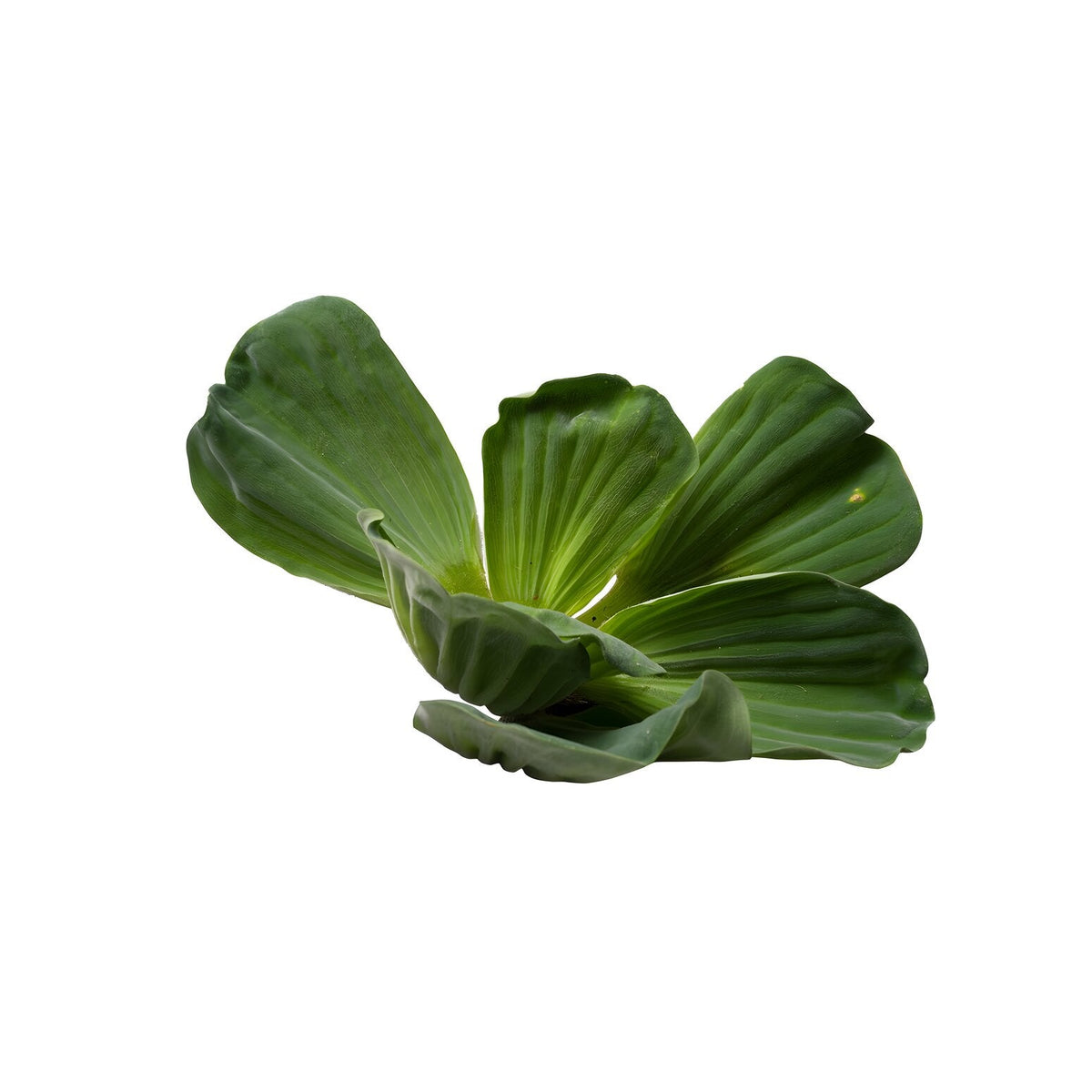 Pistia Stratiotes