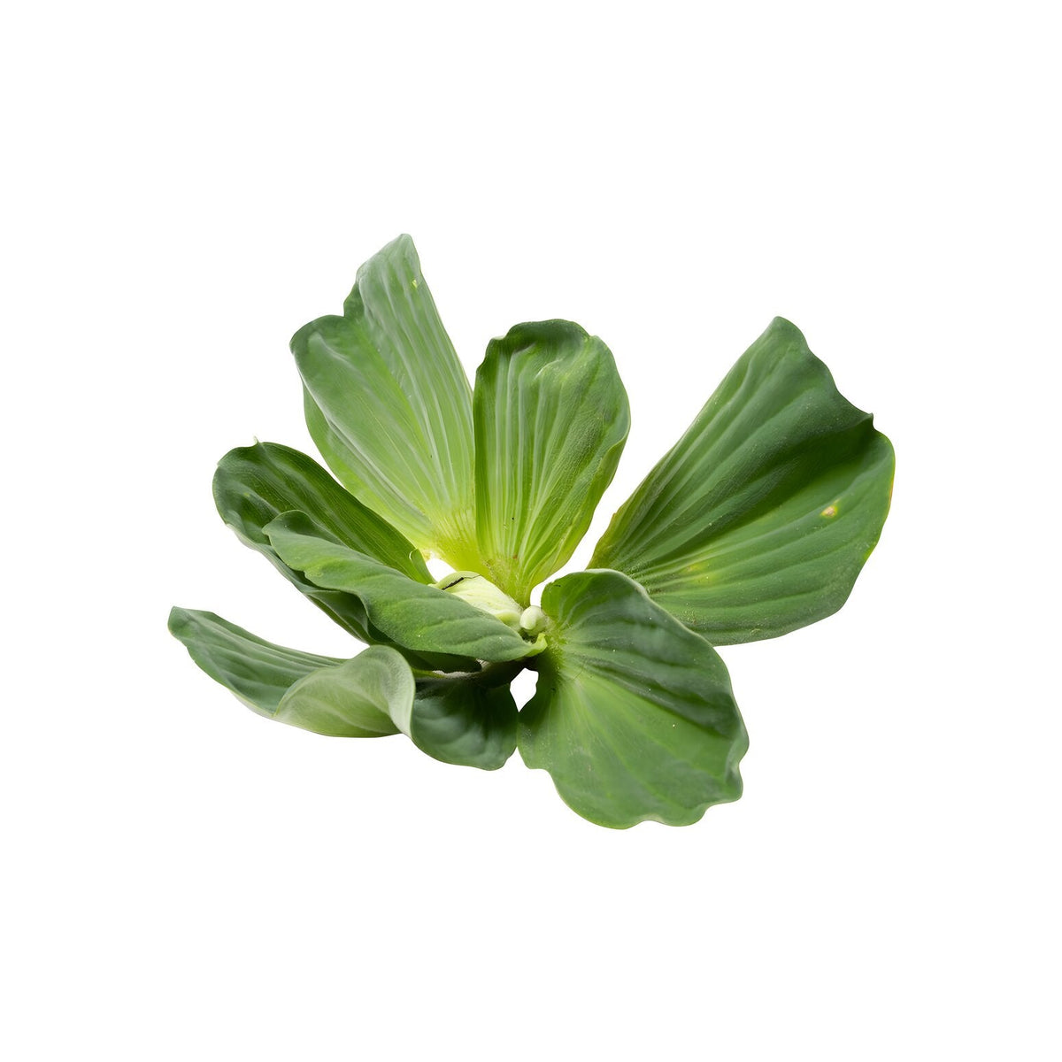 Pistia Stratiotes