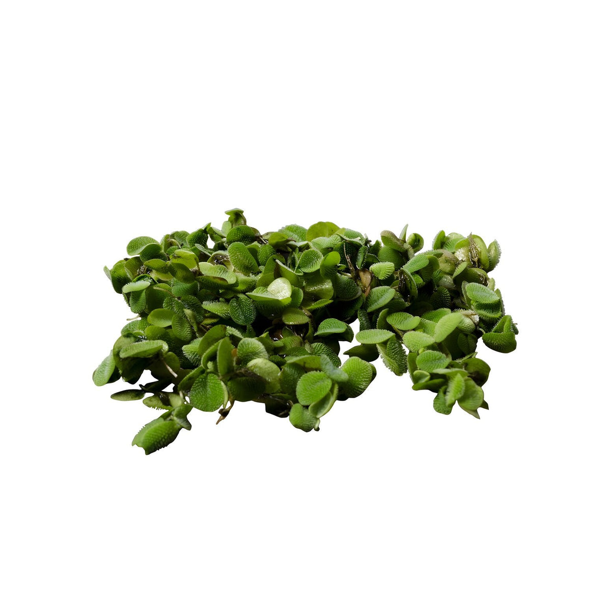 Salvinia natans