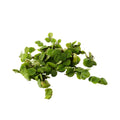 Salvinia natans