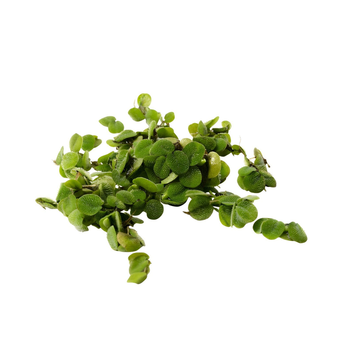 Salvinia natans