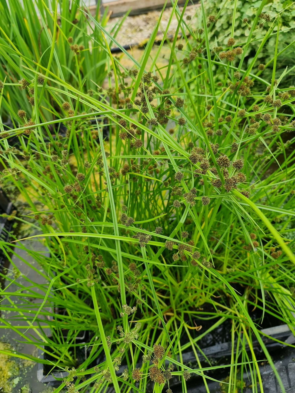 Cyperus alternifolius fuscus