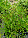 Cyperus alternifolius fuscus