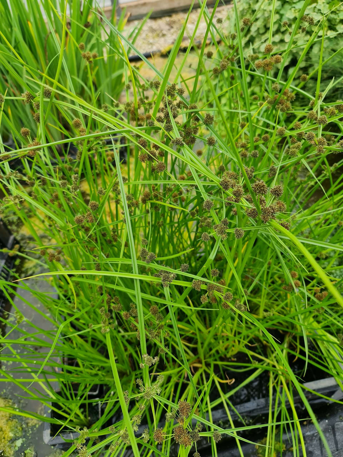 Cyperus alternifolius fuscus