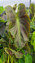 Colocasia 'Black Hawaii'