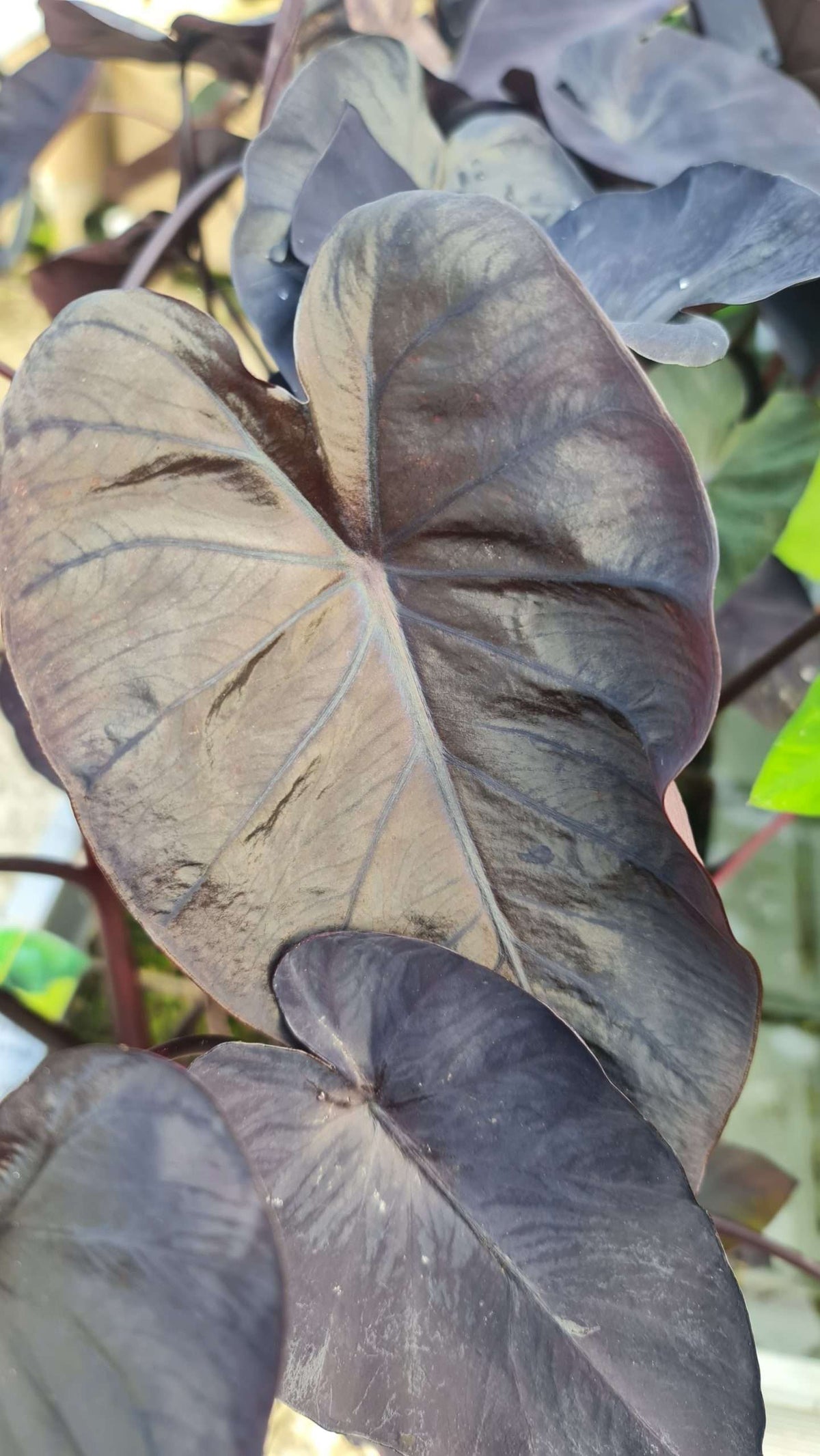 Colocasia rubra 'Black Coral'