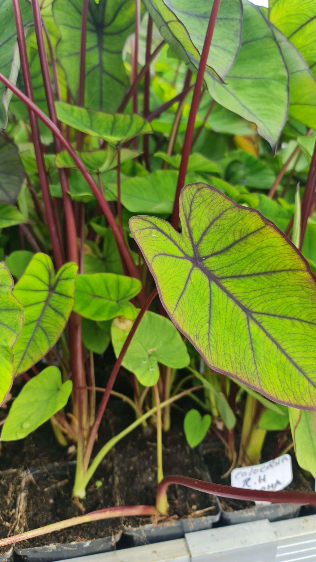 Colocasia 'RH Aloha'