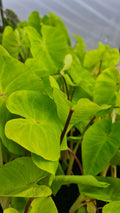 Colocasia 'Maui Gold'