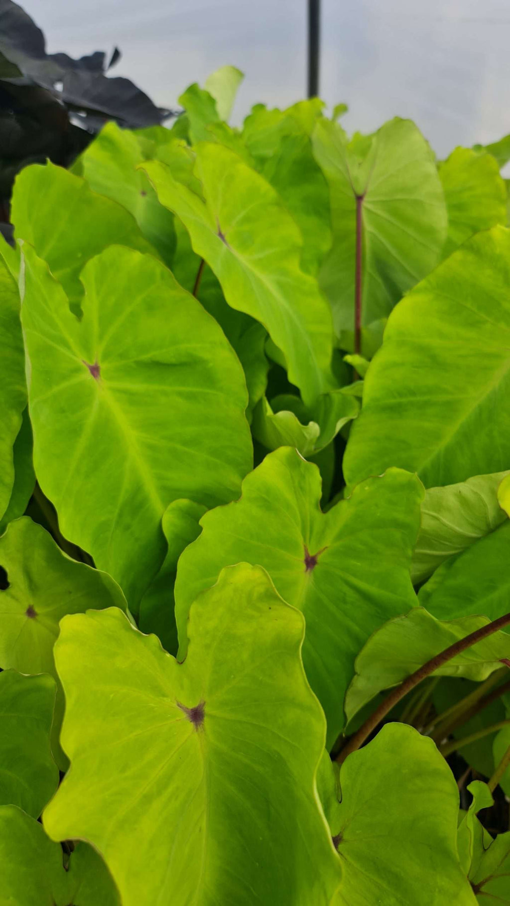 Colocasia 'Pink China'