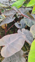 Colocasia 'N. Gigante'