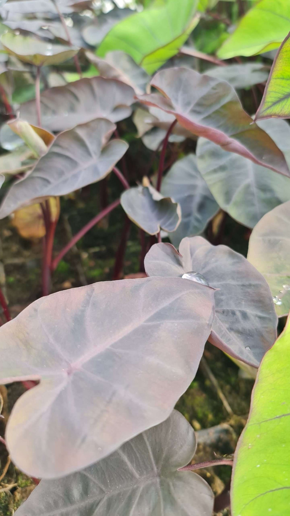Colocasia 'N. Gigante'