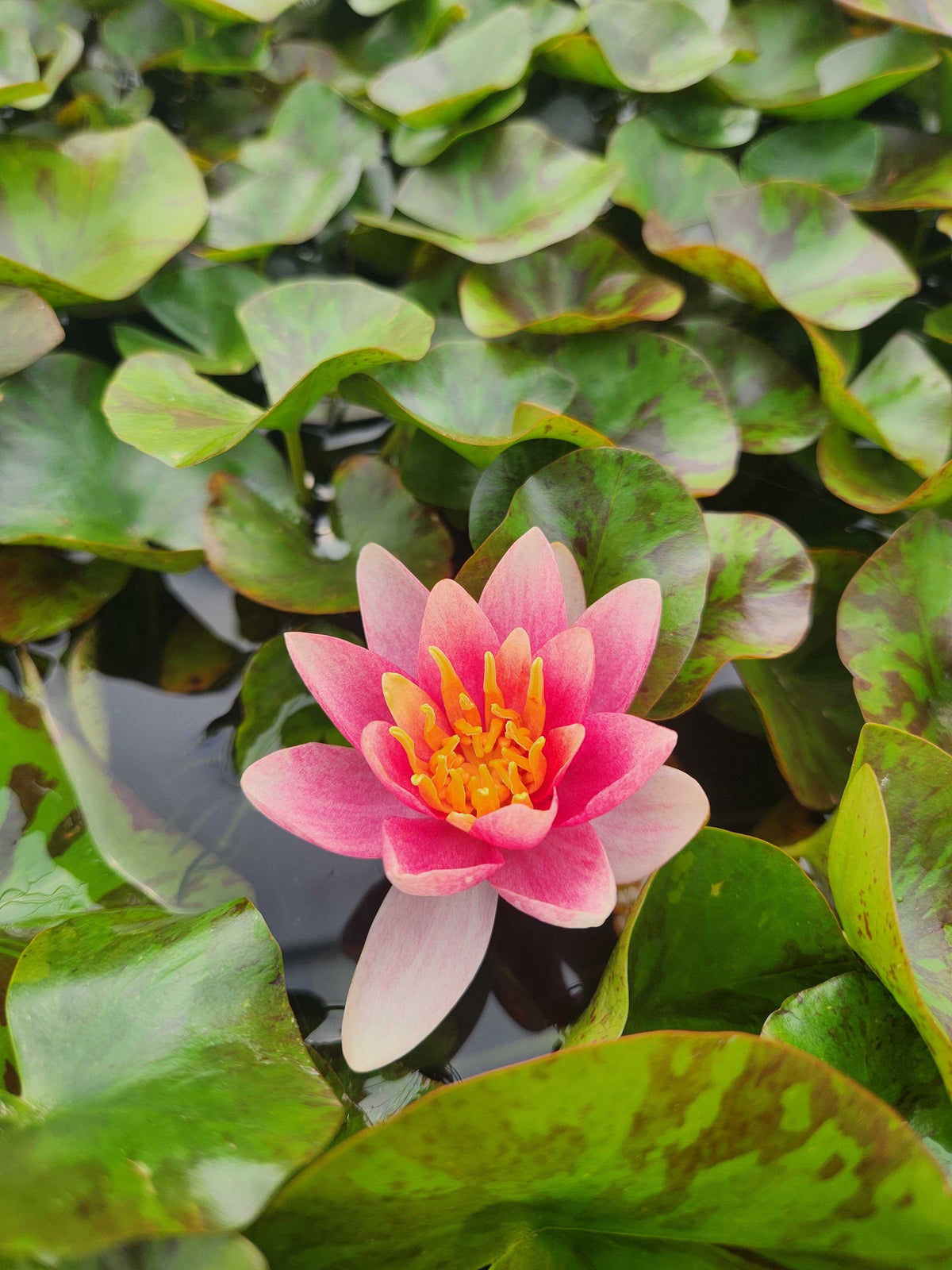 Nymphaea 'Doll House'