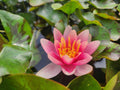 Nymphaea 'Doll House'